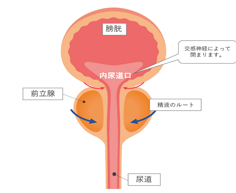 夢の中でイク・・・女の夢精？ | 【きもイク】気持ちよくイクカラダ