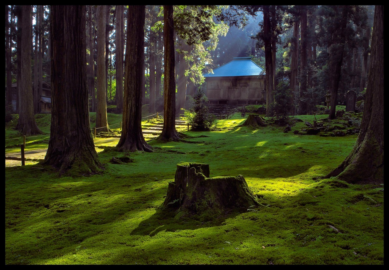 苔が生い茂る境内 平泉寺白山神社 の御朱印と境内をご紹介！神社の図鑑