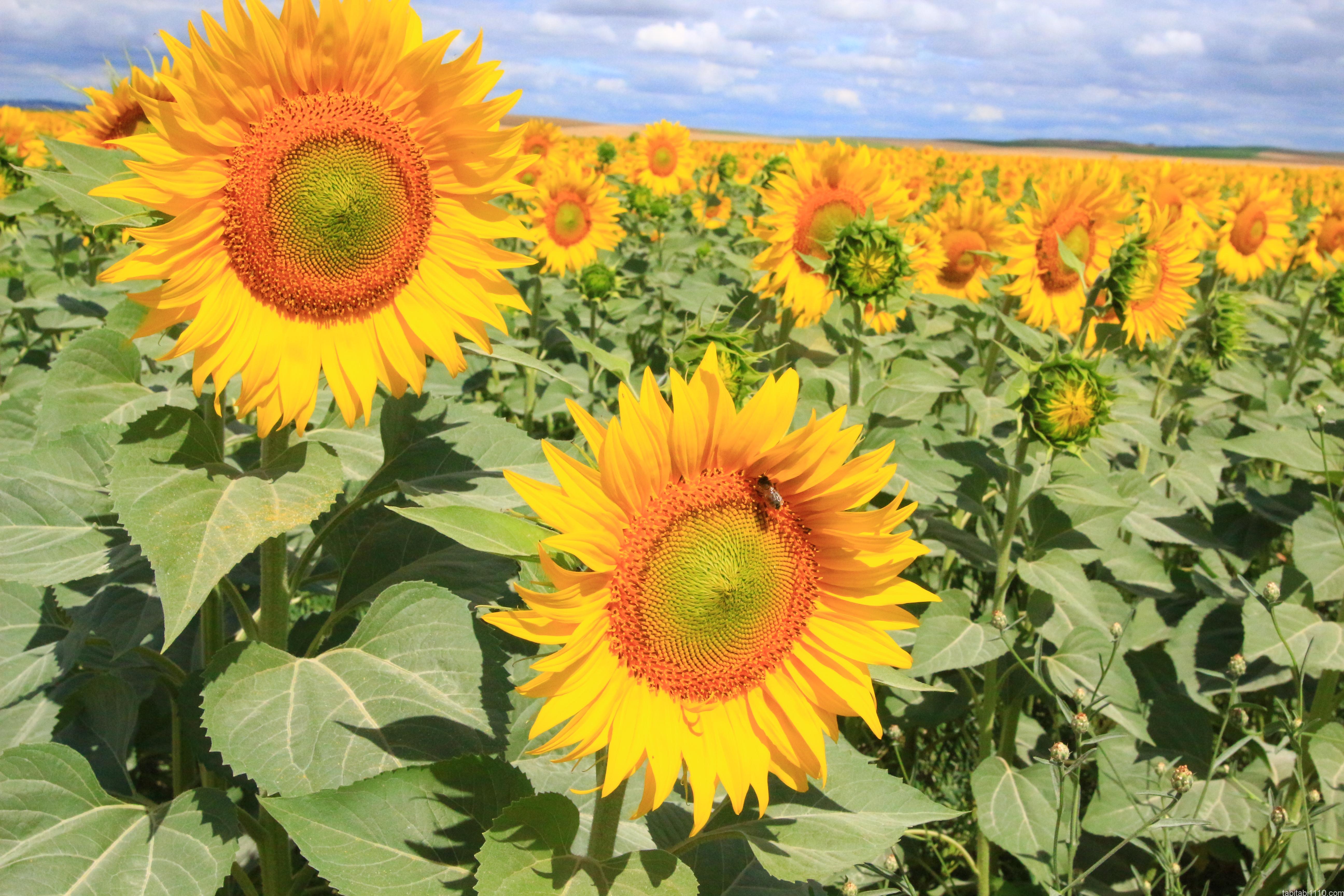 カルモナ ひまわり畑 アンダルシア