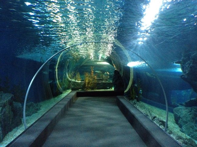 タイ バンコクの水族館「シーライフバンコクオーシャンワールド」はアクティビティーがいっぱい