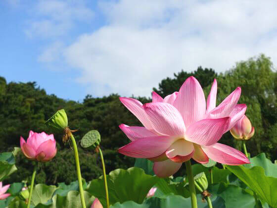 桜木町駅から三渓園へバス – 歩いてみたブログ