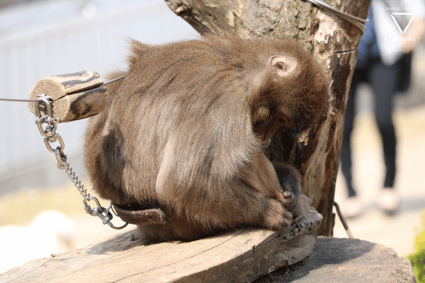 ノースサファリサッポロ 北海道札幌ジョルダンクーポン