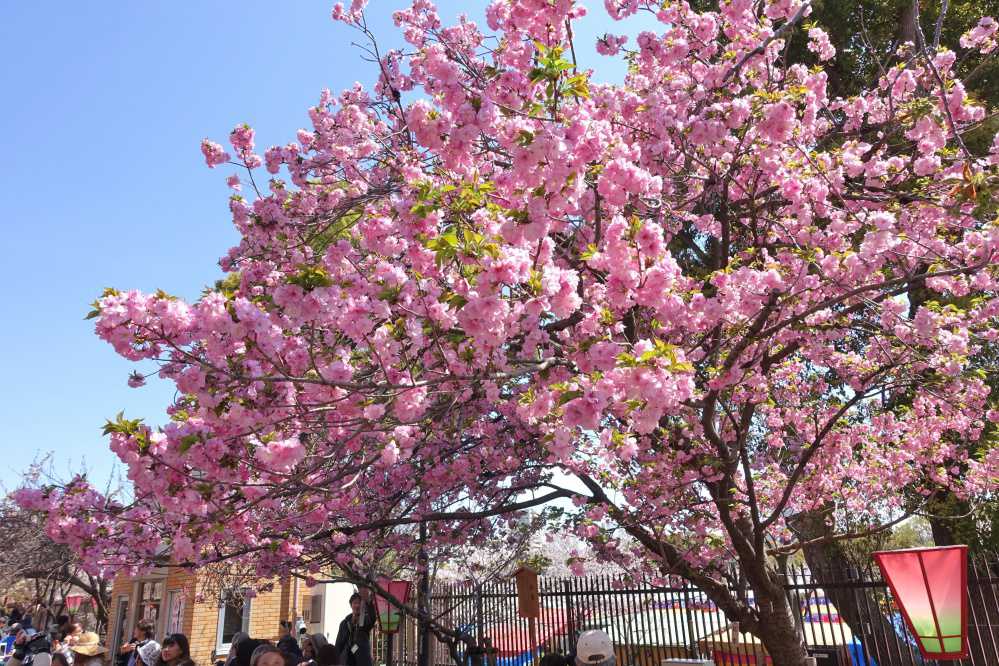 造幣局桜の通り抜け申込タイミングと行き方元CAと、旅好きな夫と、赤ちゃん改め子連れ旅行記