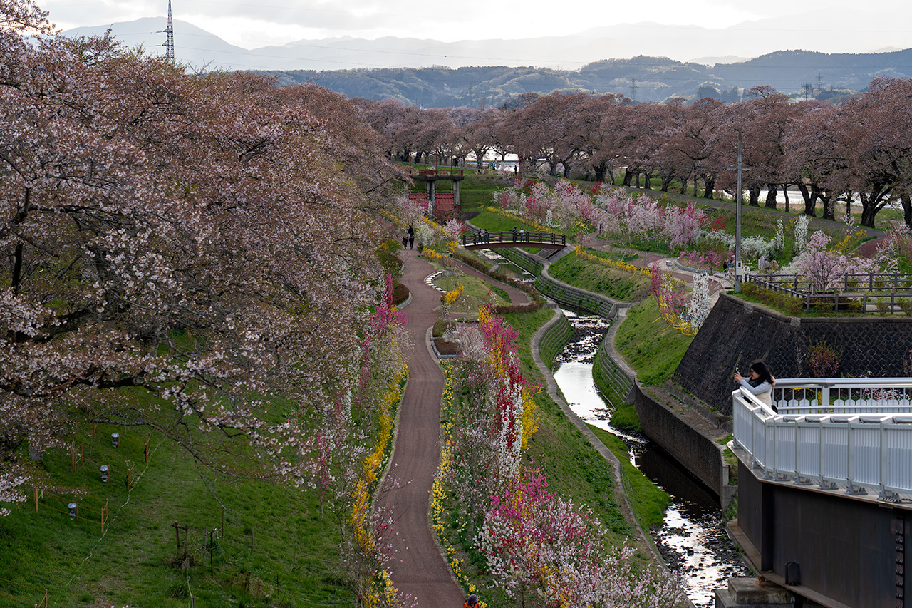 はじめての「白石川堤一目千本桜」歩き方ガイド2025 - GOGO MIYAGI