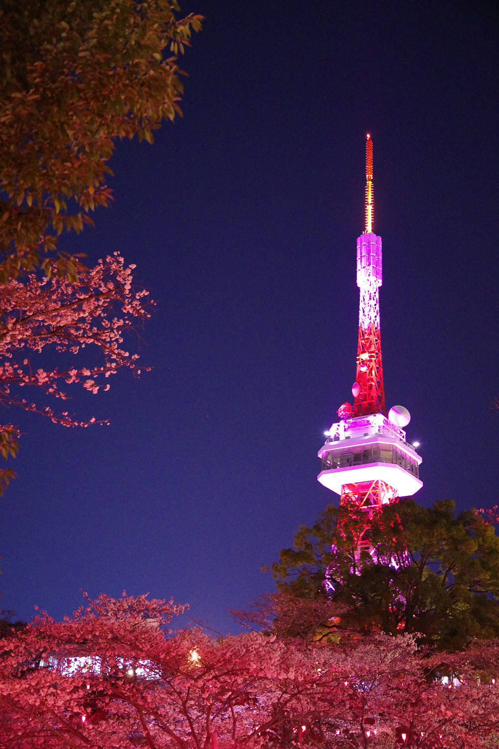 八幡山公園のお花見 クチコミ・アクセス・営業時間宇都宮 フォートラベル