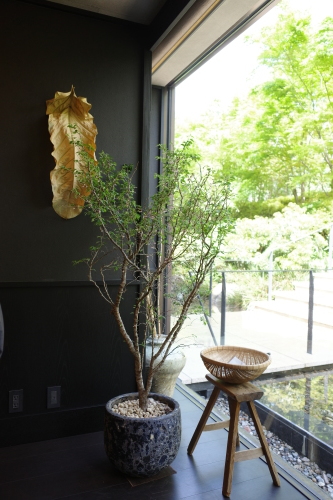 1席12万円超え。話題沸騰レストラン「ノーマ noma 京都」を自腹でレポート！ ELLE