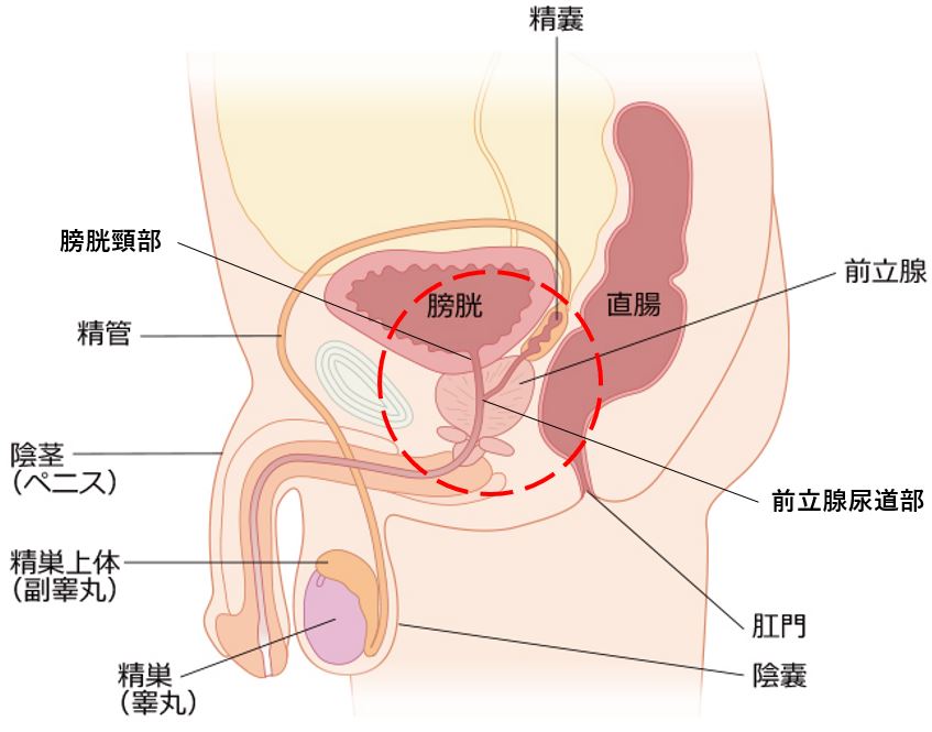 男も潮吹き可能！ その方法・メカニズムをわかりやすく解説 - メンズサイゾー