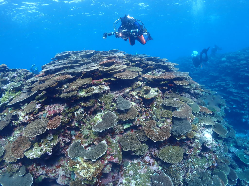 沖縄県・石垣島 マンタ・ウミガメ・サンゴ礁体験ダイビング 1日コース HIS