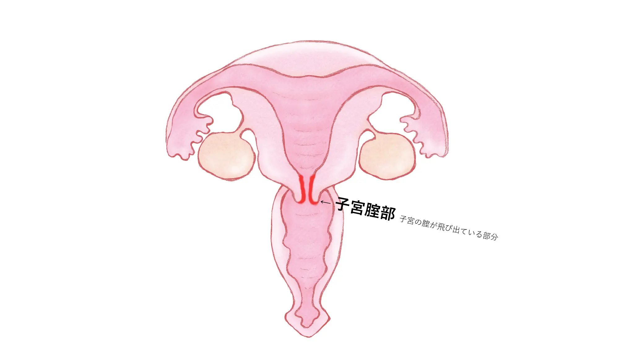 中イキや外イキとは何？違い・やり方を歴3年以上の現役風俗嬢が解説！｜ココミル