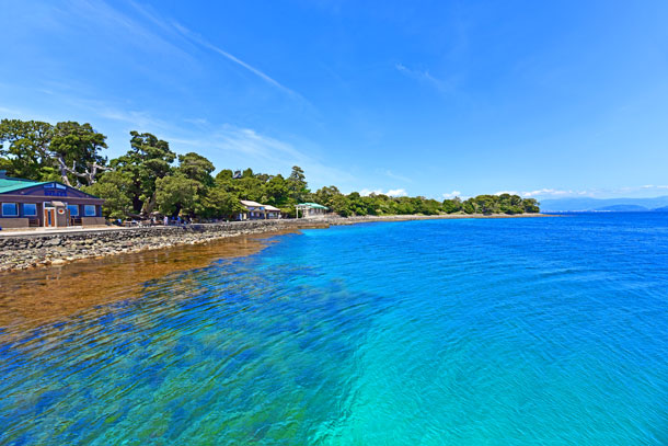 沼津大瀬崎 民宿 はごろも荘 宿泊予約 楽天トラベル
