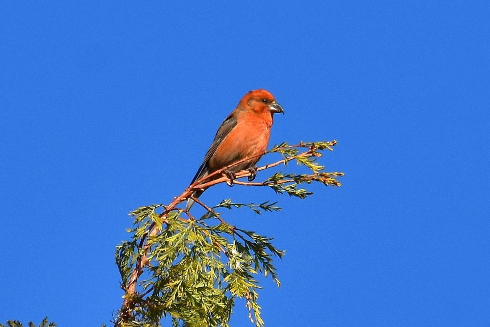 鳥取の美味しいスイカを食べに来ませんか？ 地域のトピックスFURUSATO