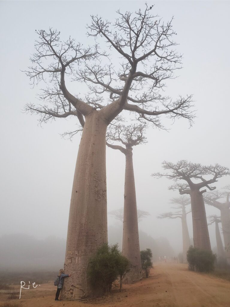 マダガスカル バオバブ街道 見どころ・ベストシーズン・アクセス