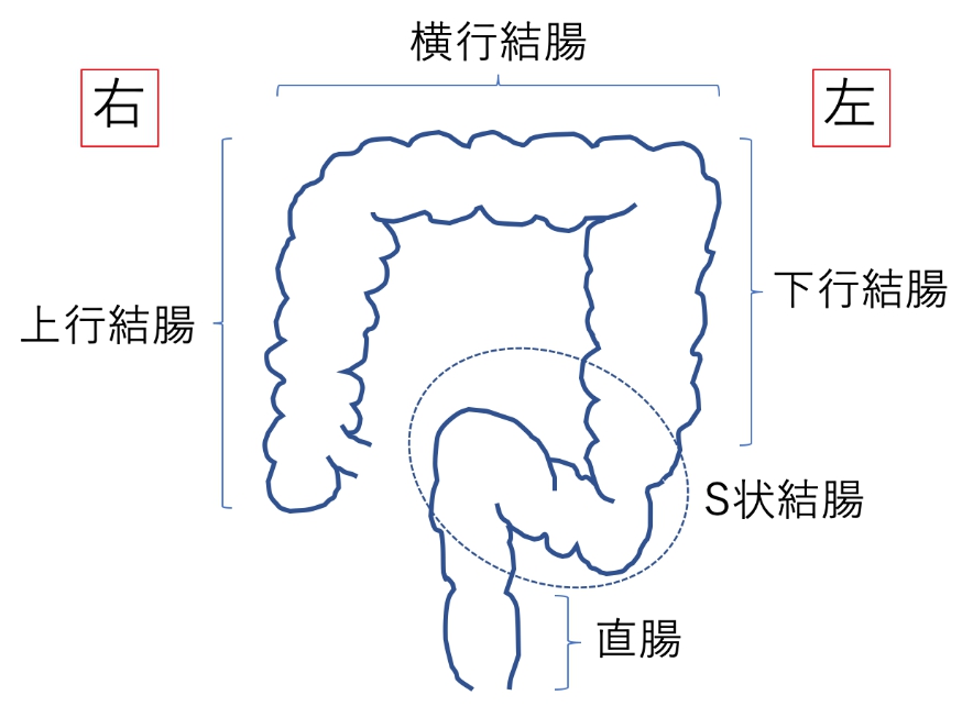 S状結腸 (えすじょうけっちょう)とは【ピクシブ百科事典】