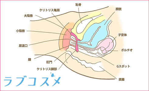 Gスポットの見つけ方と開発方法！攻め方やおすすめ体位を徹底解説｜風じゃマガジン