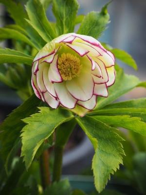 ブログを変わって３日目の感想 ウキウキ♪♪ポチした物が届いた～♡ピーチヒルdiary