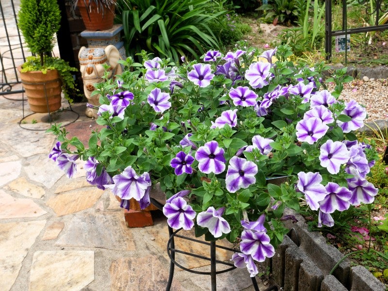 ピーチヒルの薔薇日記 - 楽天ブログ