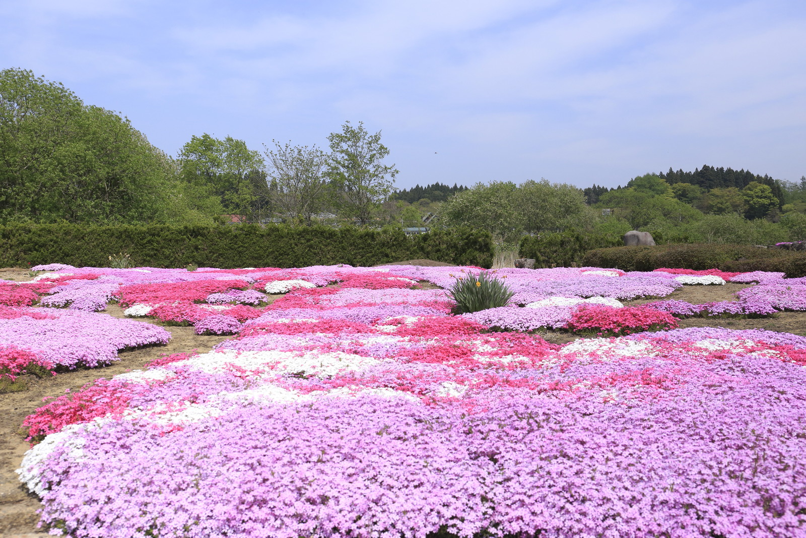 十和田市奥入瀬方面 お菓子工房ふくろーると奥入瀬渓流温泉スキー場の芝桜 - 都会で12年働いてウつになったので 青森を遊び倒ス事にした