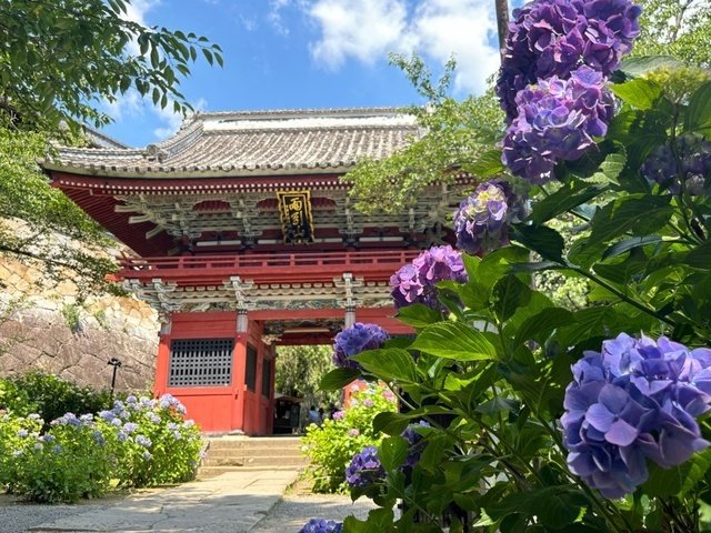 雨引観音あじさい祭,見頃,混雑,駐車場