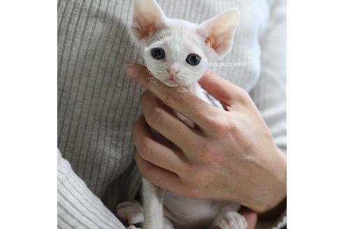 愛知】水野 かおり(みずの かおり)ブリーダー｜みんなの子猫ブリーダー