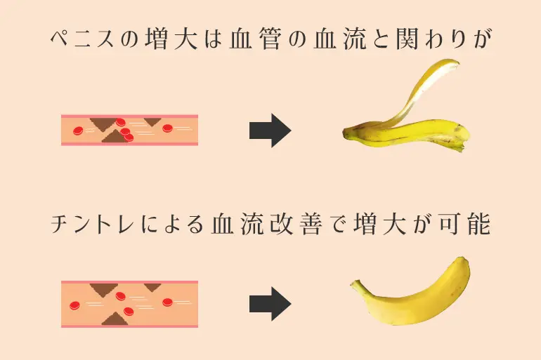 チントレでペニス増大の嘘・本当】正しく習得して最高効率の効果を得るためには…？|個人輸入代行・通販ラククル