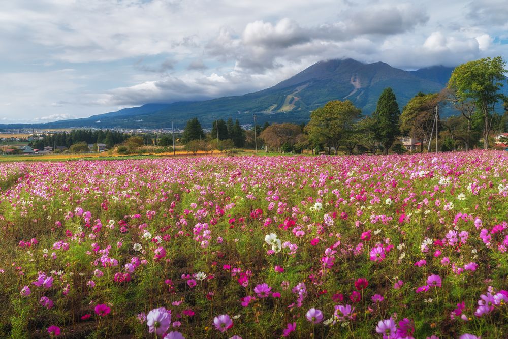 猪苗代ハーブ園の天気・気温：今日・明日と14日間 2週間 の1時間ごとの天気予報
