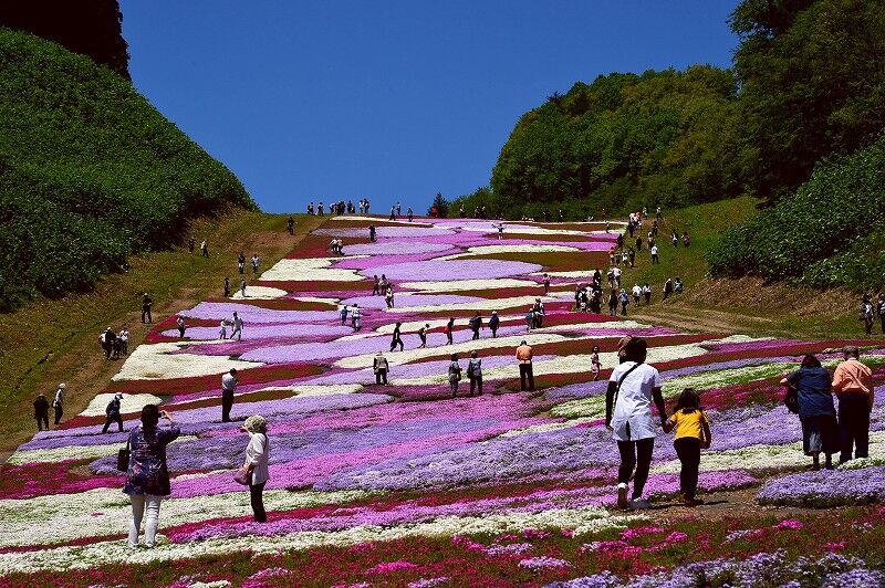 芝桜観賞の北斗七星 by taka1451 （ID：9603740） -