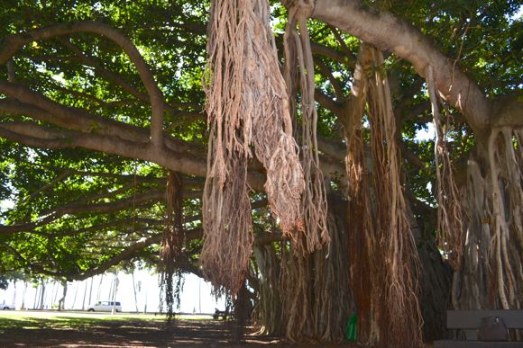 マウイ島のバニアンツリー 写真素材3871383- フォトライブラリー photolibrary