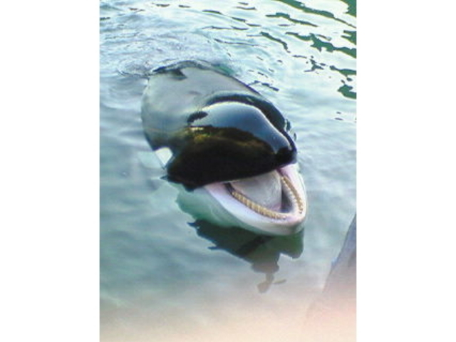 太地町立くじらの博物館の口コミ一覧子供とお出かけ情報「いこーよ」