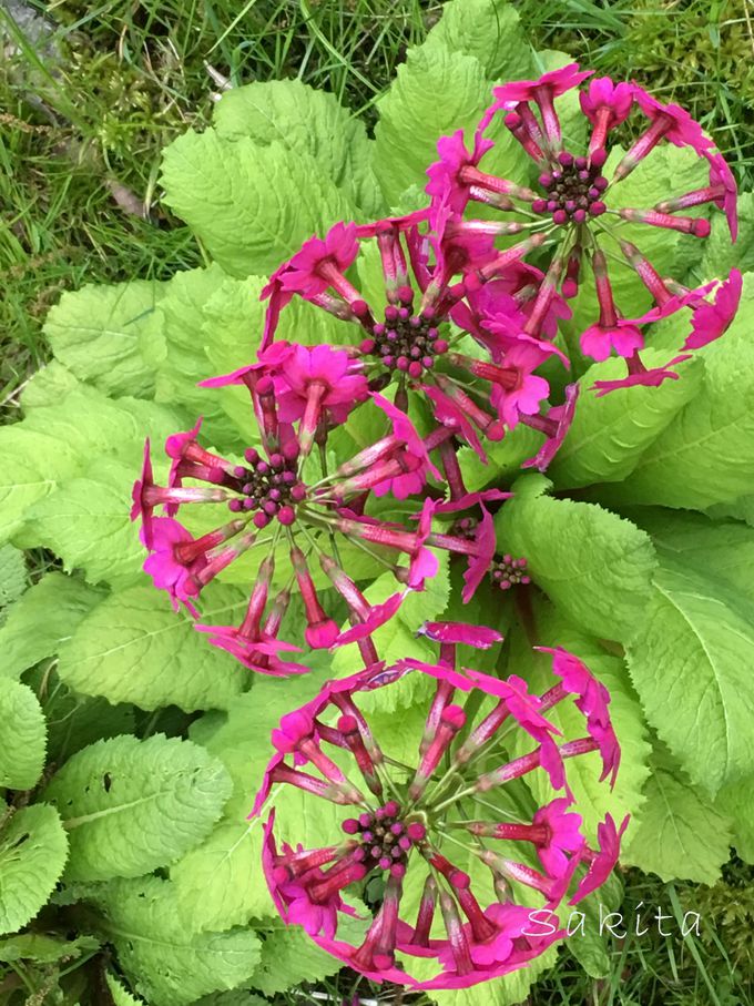 美しすぎる！日光歩き旅 ①千手ヶ浜クリンソウと小田代ヶ原 』日光湯元温泉 栃木県