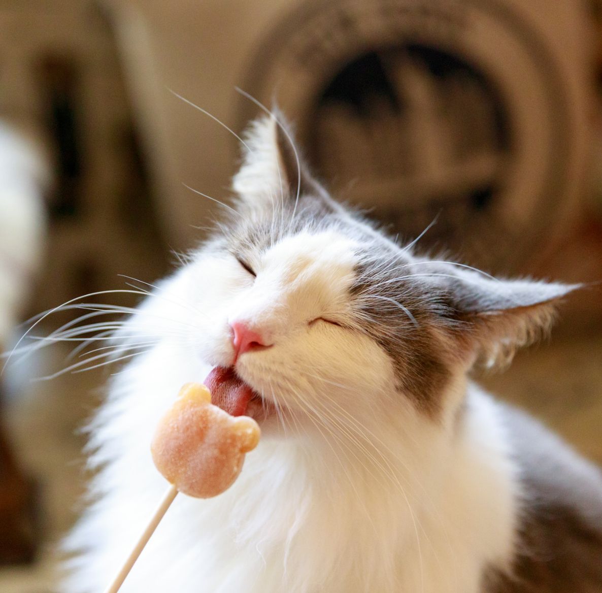 イオンモール名古屋則武新町にある猫カフェ』猫カフェ MOCHA モカイオンモール名古屋則武新町店の最新情報子供とお出かけ情報「いこーよ」