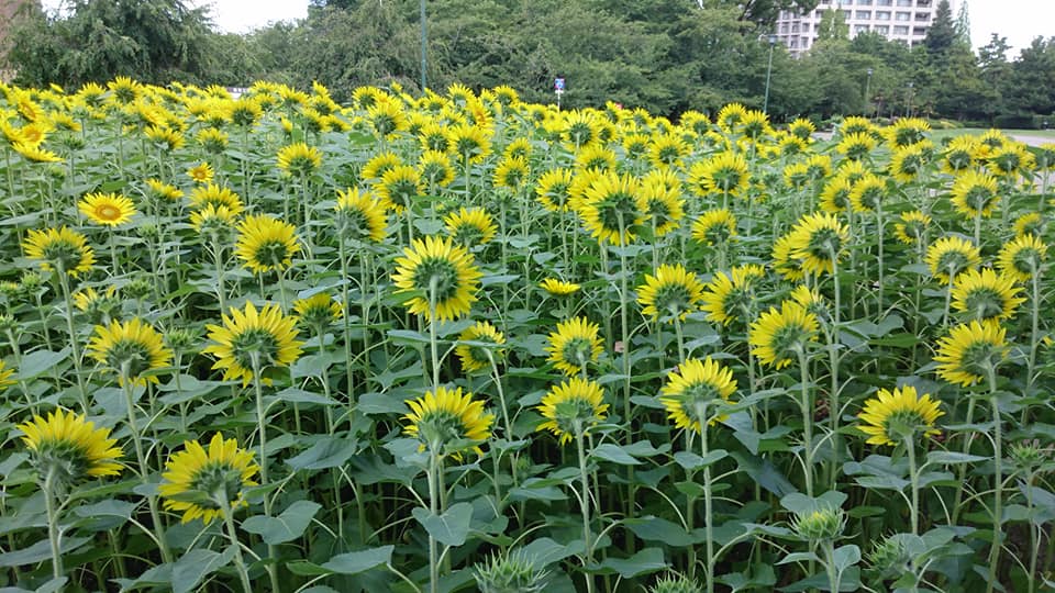 東向きに咲くように植えられたヒマワリ(鶴舞公園:名古屋) | ひらひら日本2022