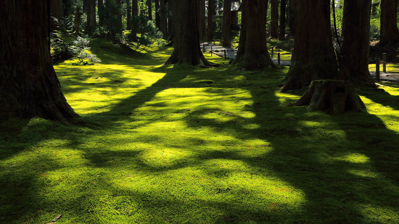 平泉寺白山神社勝山- ツアーとアクティビティエクスペディア