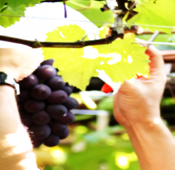 勝沼ぶどう郷ツアー2023年 20231118-1119ざぎん