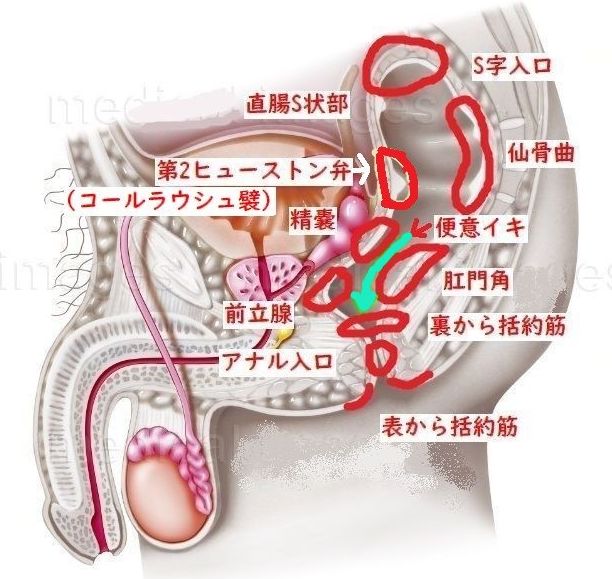 アナルの性感帯はどこ？男女それぞれの感じる場所を徹底解説