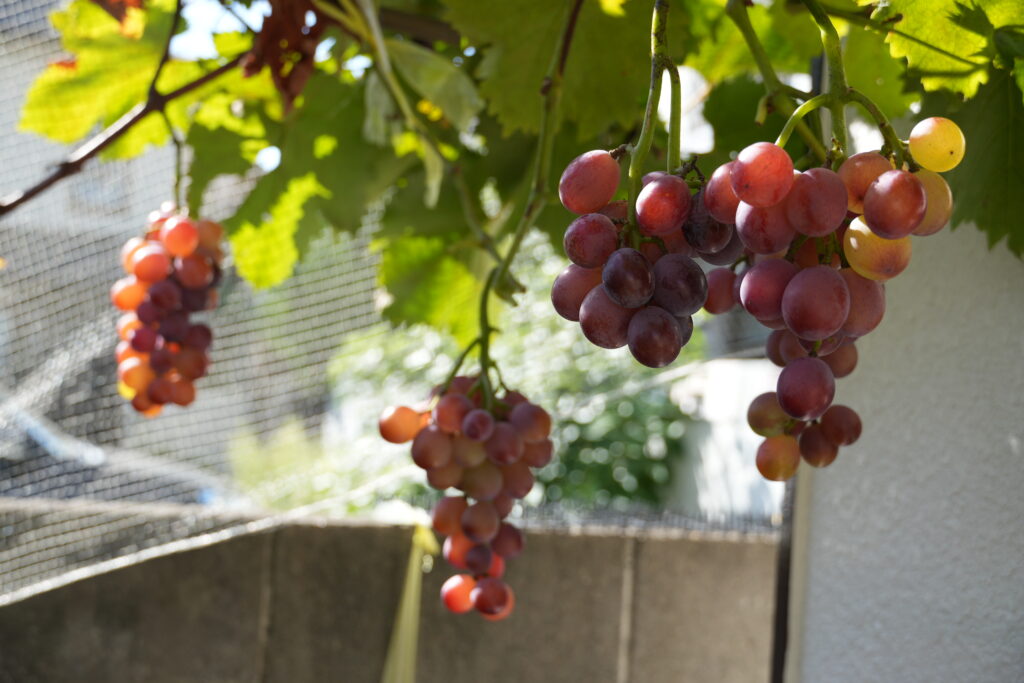 おぎファーム - SearchX