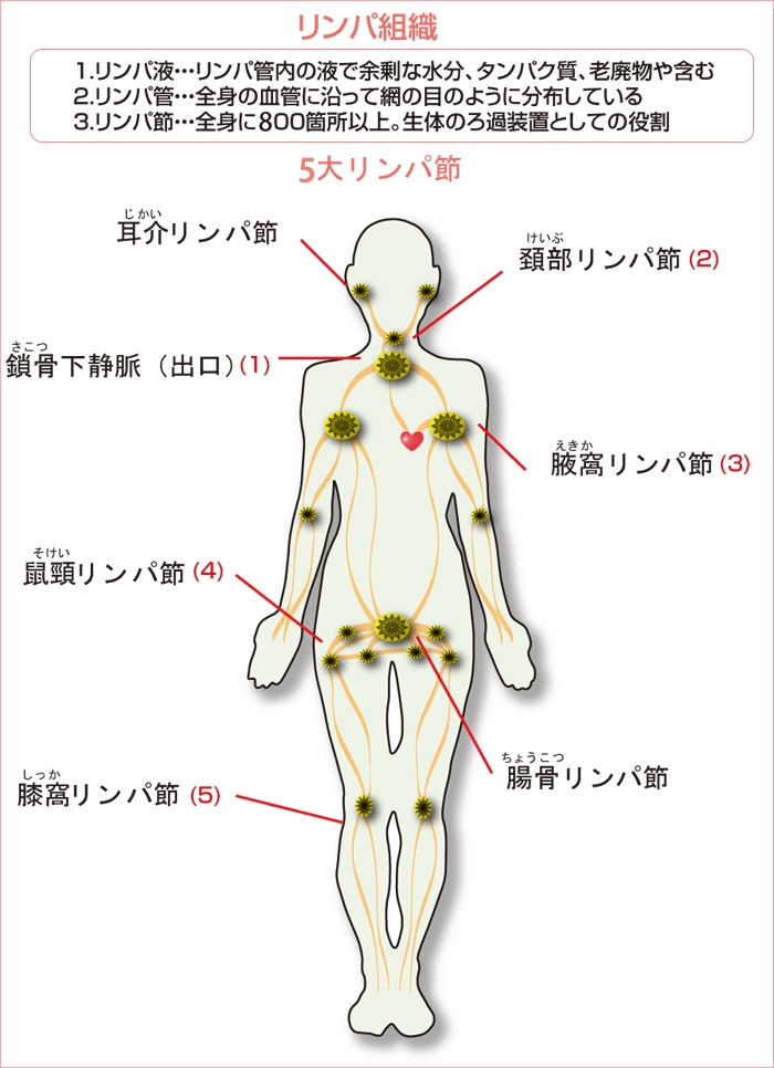 特に女性で、足の付け根（鼠径部）のリンパ節が腫れて痛む原因には何がありますか？ ｜股関節痛