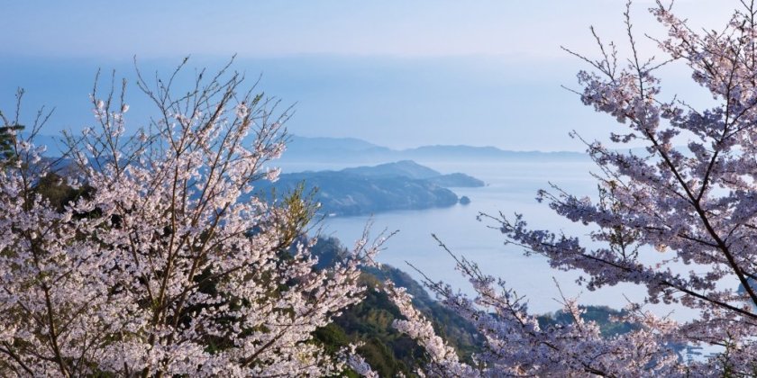 2025年最新 愛媛県のお花見スポット12選 桜の見頃の時期から鑑賞する穴場・ライトアップが見れる場所までご紹介