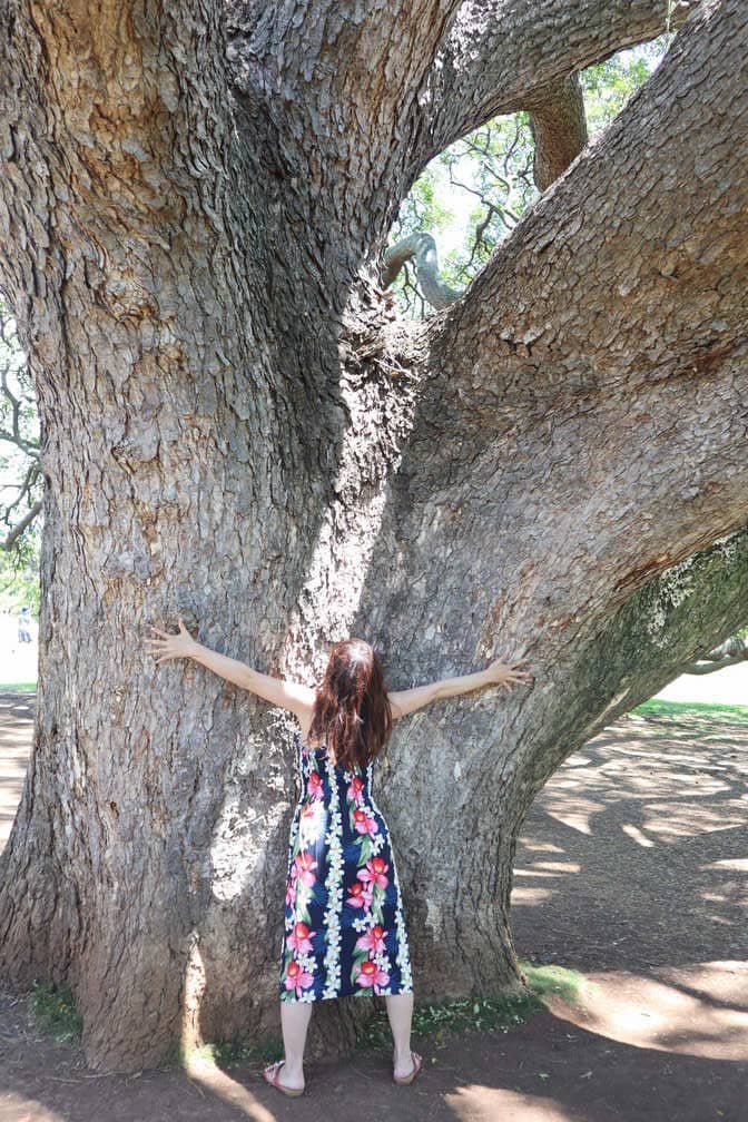 日立の樹プロフィール：日立の樹オンライン