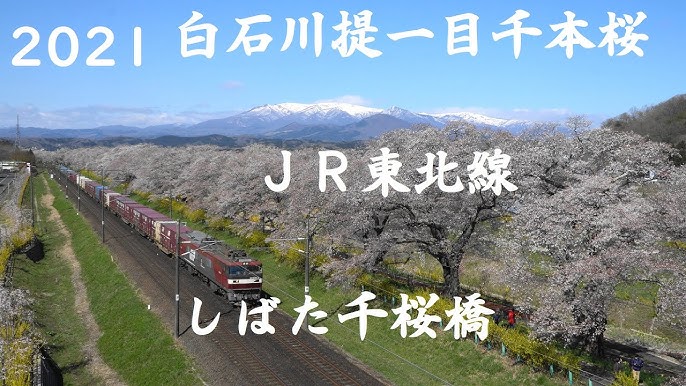 しばた千桜橋 一目千本桜の周辺スポット・アクセス・口コミ - Prism Japan