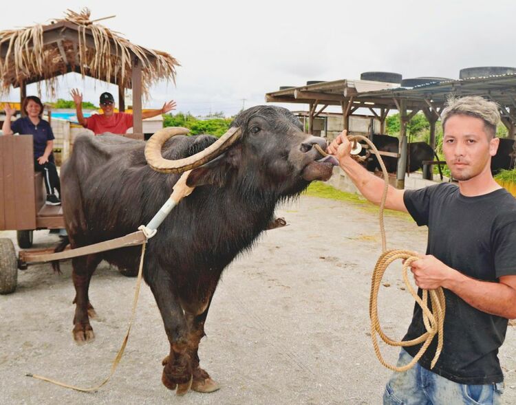 島から島へ水牛車でショートトリップ！一島まるごと亜熱帯の植物園「由布島へ」沖縄離島専門の観光情報サイト 沖縄しまさんぽ