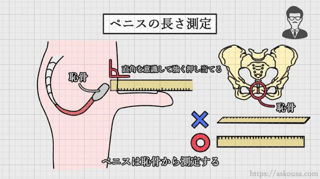 ぺニスのサイズ・大きさの測り方｜長さ/太さ/日本人 女性のライフスタイルに関する情報メディア - 日本