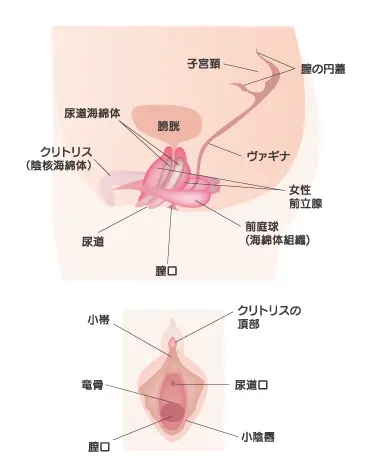 クリトリス吸引は気持ちいい？やり方やバイブなどのおすすめグッズを解説！｜風じゃマガジン