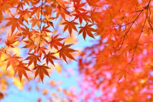 リハビリ型半日デイサービス ぴゅありは紅葉庵オープン！