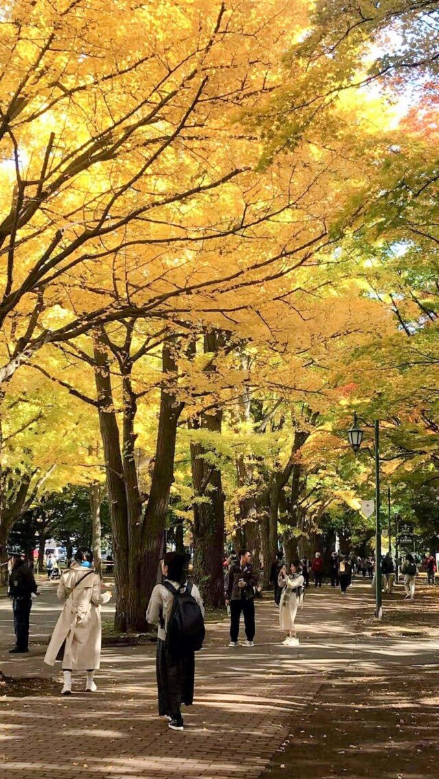 アクセス 北海道大学のポプラ並木への行き方札幌駅から歩いていける？最寄り駅は？Kitaiko