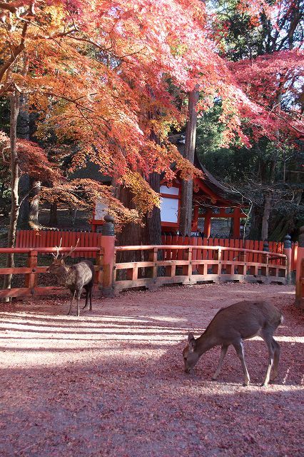 水谷茶屋みずやちゃや- 近鉄奈良 甘味処食べログ