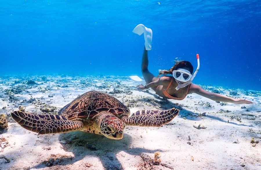 宮古島 2本立て♪憧れのウミガメと泳ぐシュノーケル＆クマノミや熱帯魚を見る