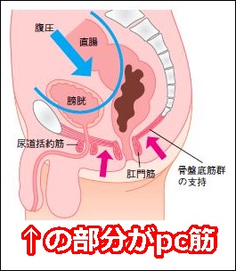 前立腺責めのやり方とコツ！気持ちいい前立腺マッサージの方法をイラストで解説