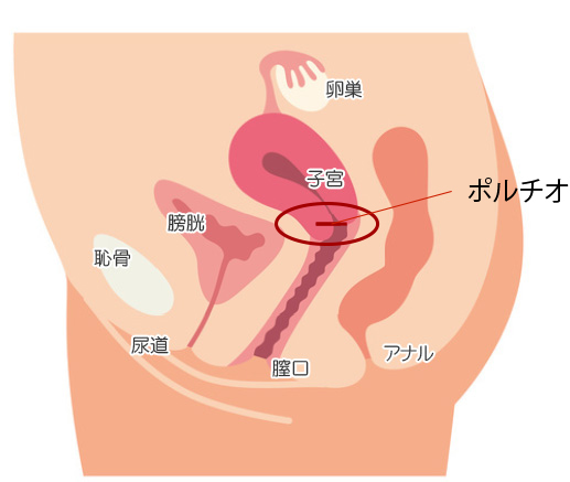 体外式ポルチオとは？腹イキ開発のやり方やイキ方のコツ、おすすめグッズ等を紹介｜風じゃマガジン