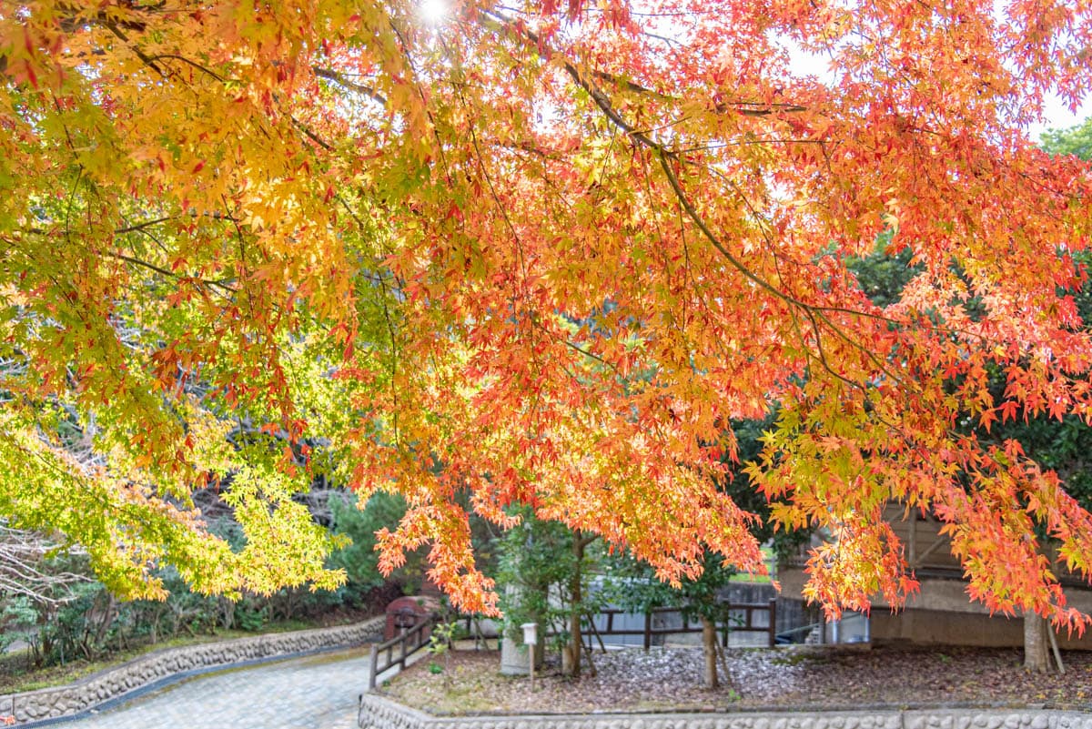 2024年最新】ぴゅありは紅葉庵の柔道整復師求人(正職員) | ジョブメドレー