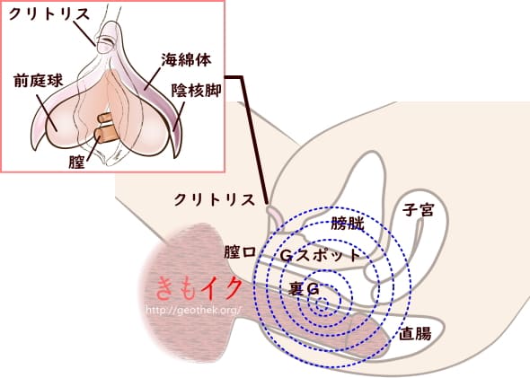 クリトリスの場所はどこ？構造・役割と快感を感じるためのいじり方 | Ray(レイ)